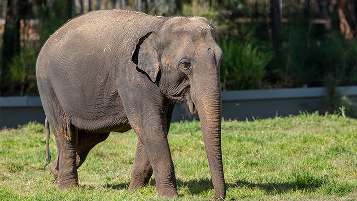 Anjalee. Photo: Rick Stevens