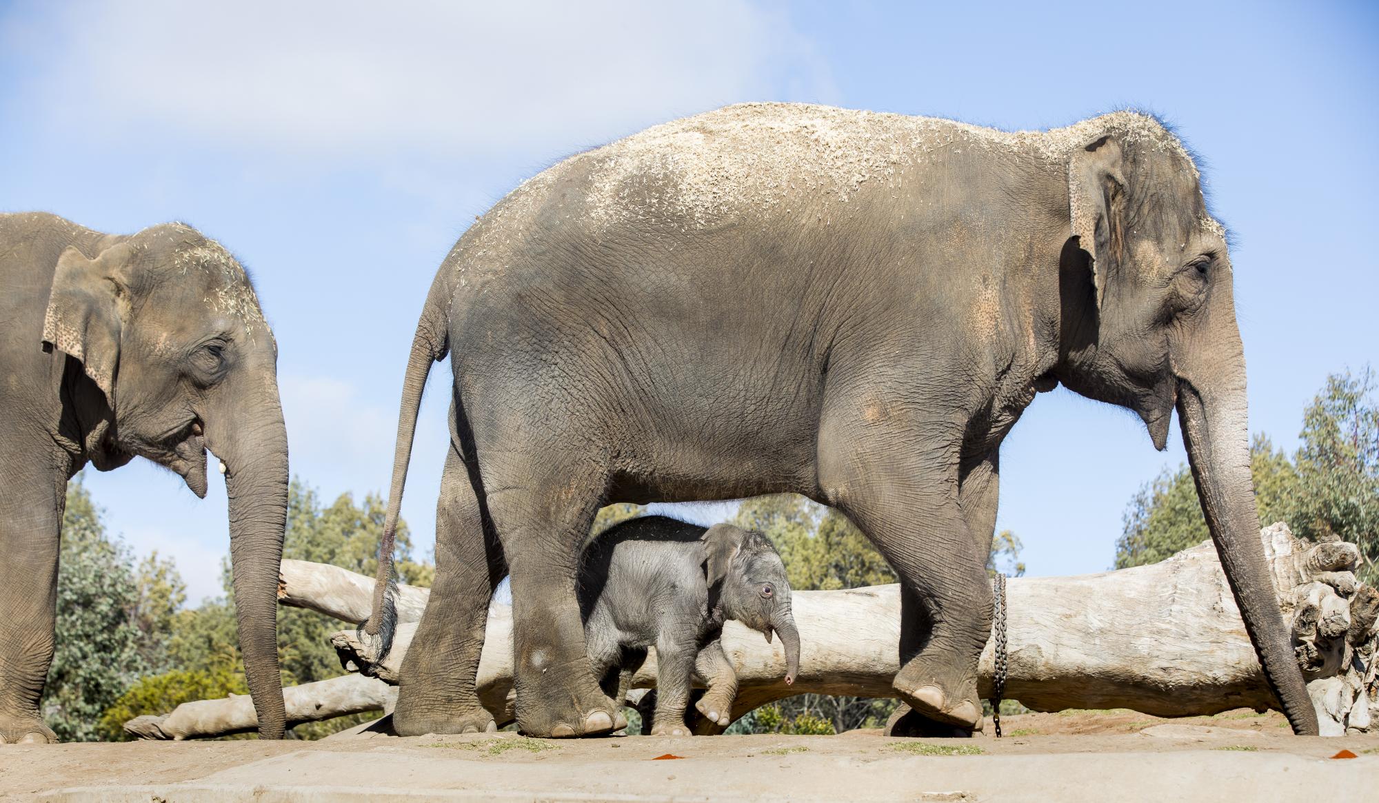 Kanlaya at one day old