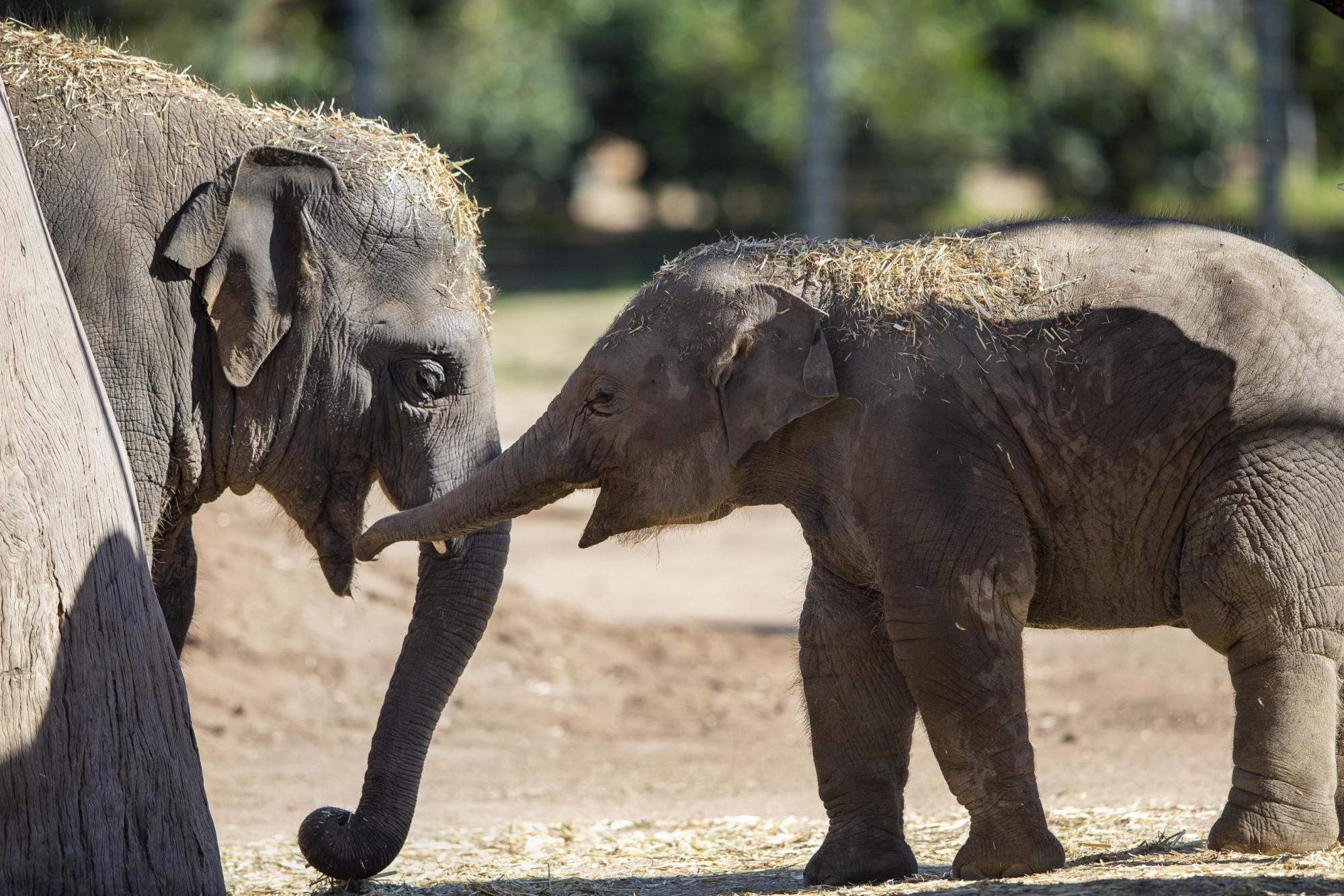 Kanlaya and Sabai