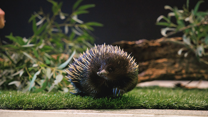 Short-beaked Echidna at Aussie Animals ALIVE!