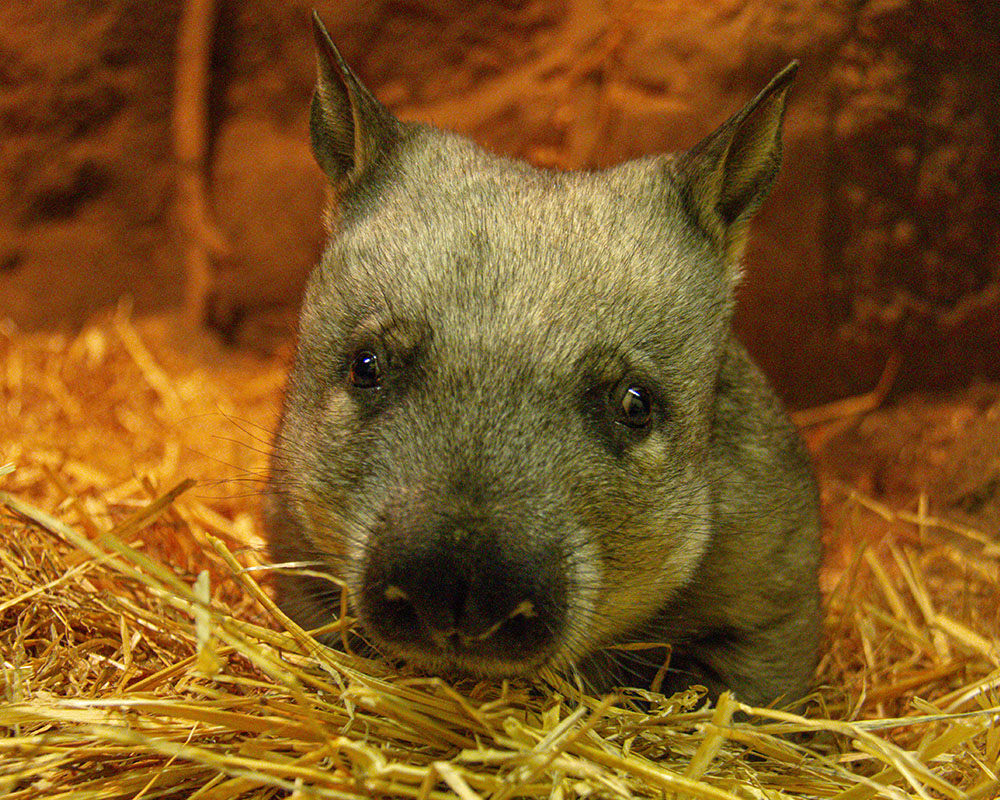 Hairy-nosed wombat 