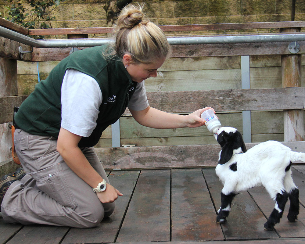 Keeper feeding goat 