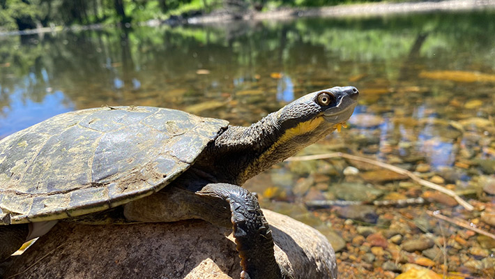 Bellinger River Turtle 