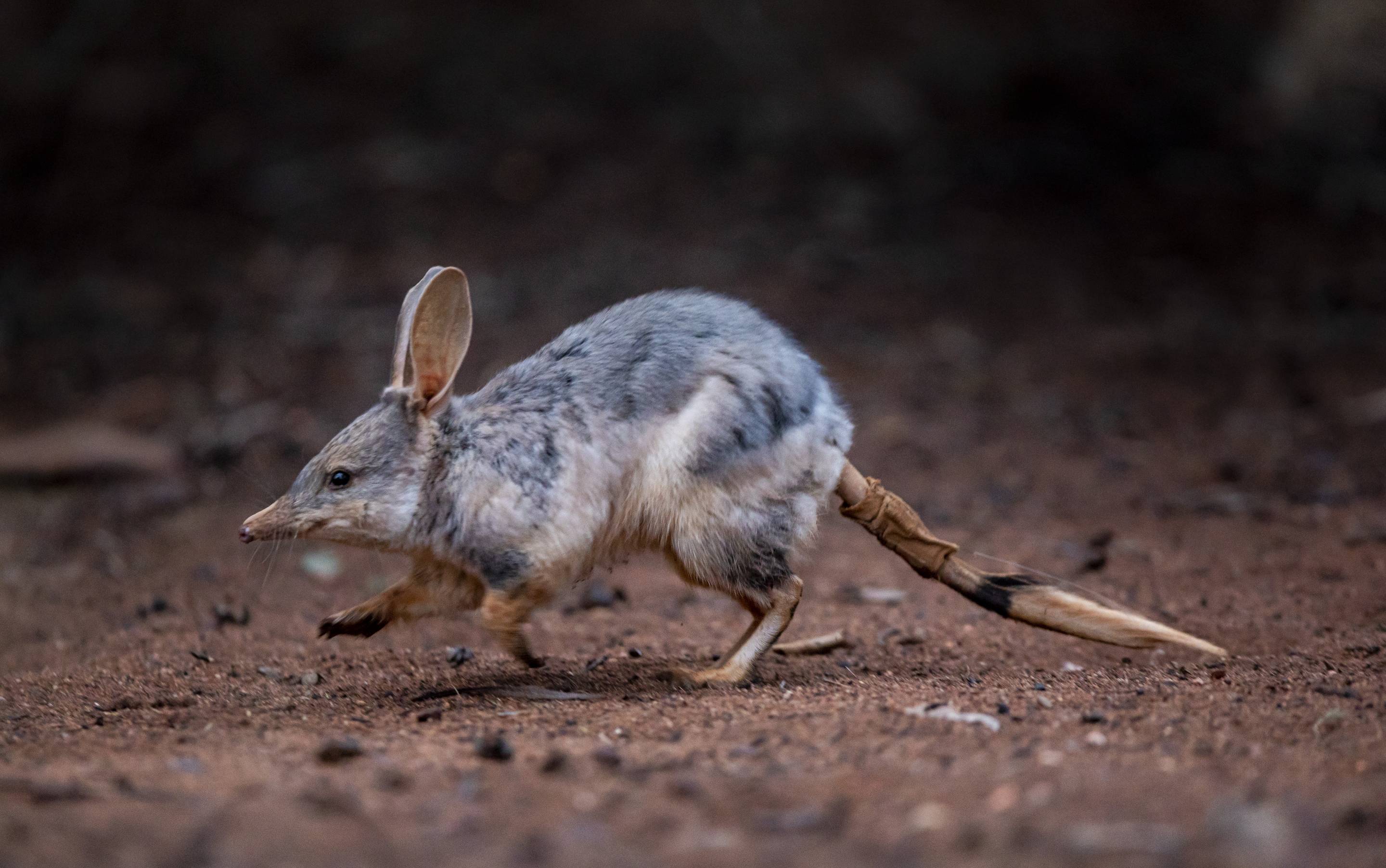 Great Bilby released into the Sanctuary