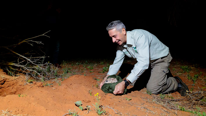 These burrowing bilbies are ecosystem engineers that improve the health of their habitat