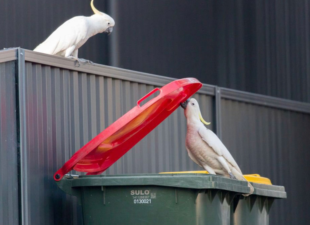 Sulphur-created Cockatoos opening a bin. Photo credit - Ann Jones