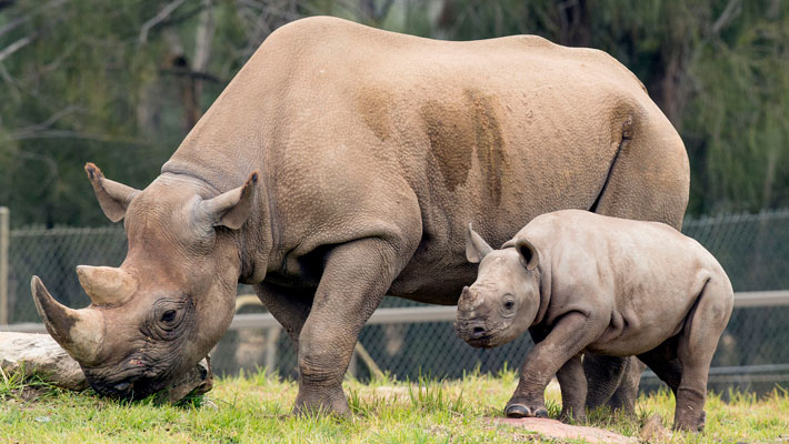 Black Rhino mother and calf