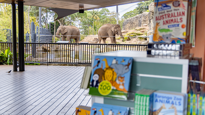 The Elephants peeking into Book Nook 