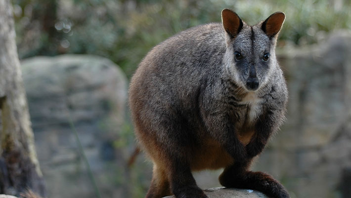 The endangered Black-footed Rock Wallaby shelters from the summer heat in the caves of rocky outcrops