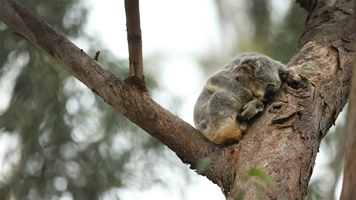 Koala in the bough of a tree