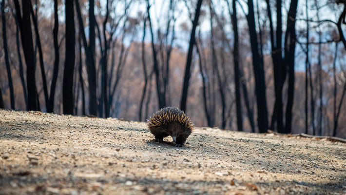 Echidna waddling across the ground