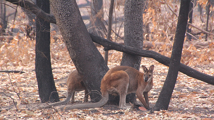 Red kangaroo amongst bushfire-affected fields