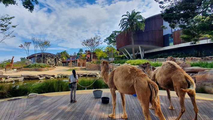 Camels at Taronga Zoo Sydney 