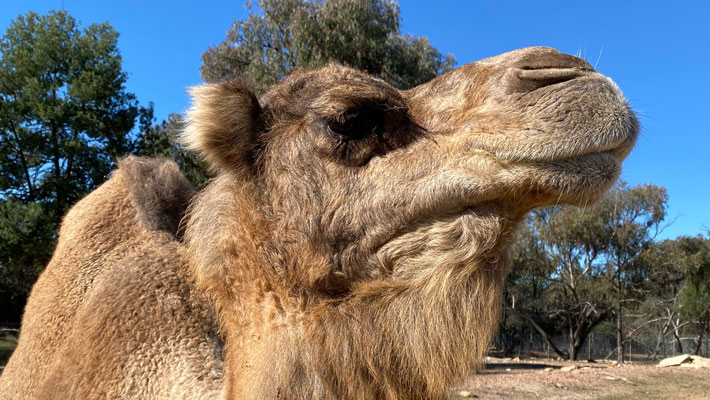 Samera the Camel, Taronga Western Plains Zoo. Photo: Keeper Ruby