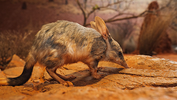 Greater Bilby 