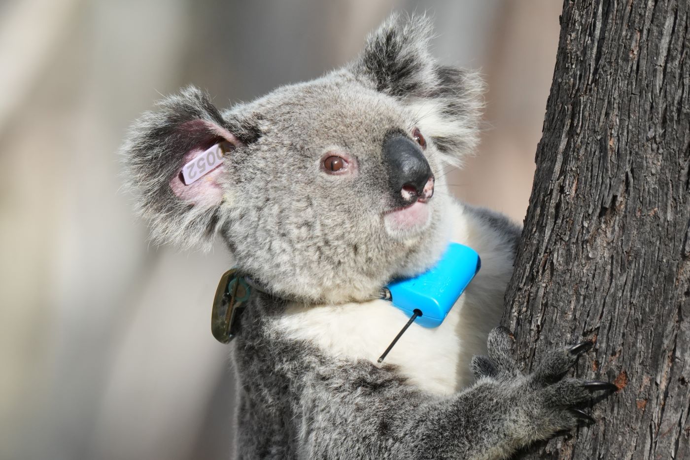 Koala Sentinel Project: Larry Vogelnest