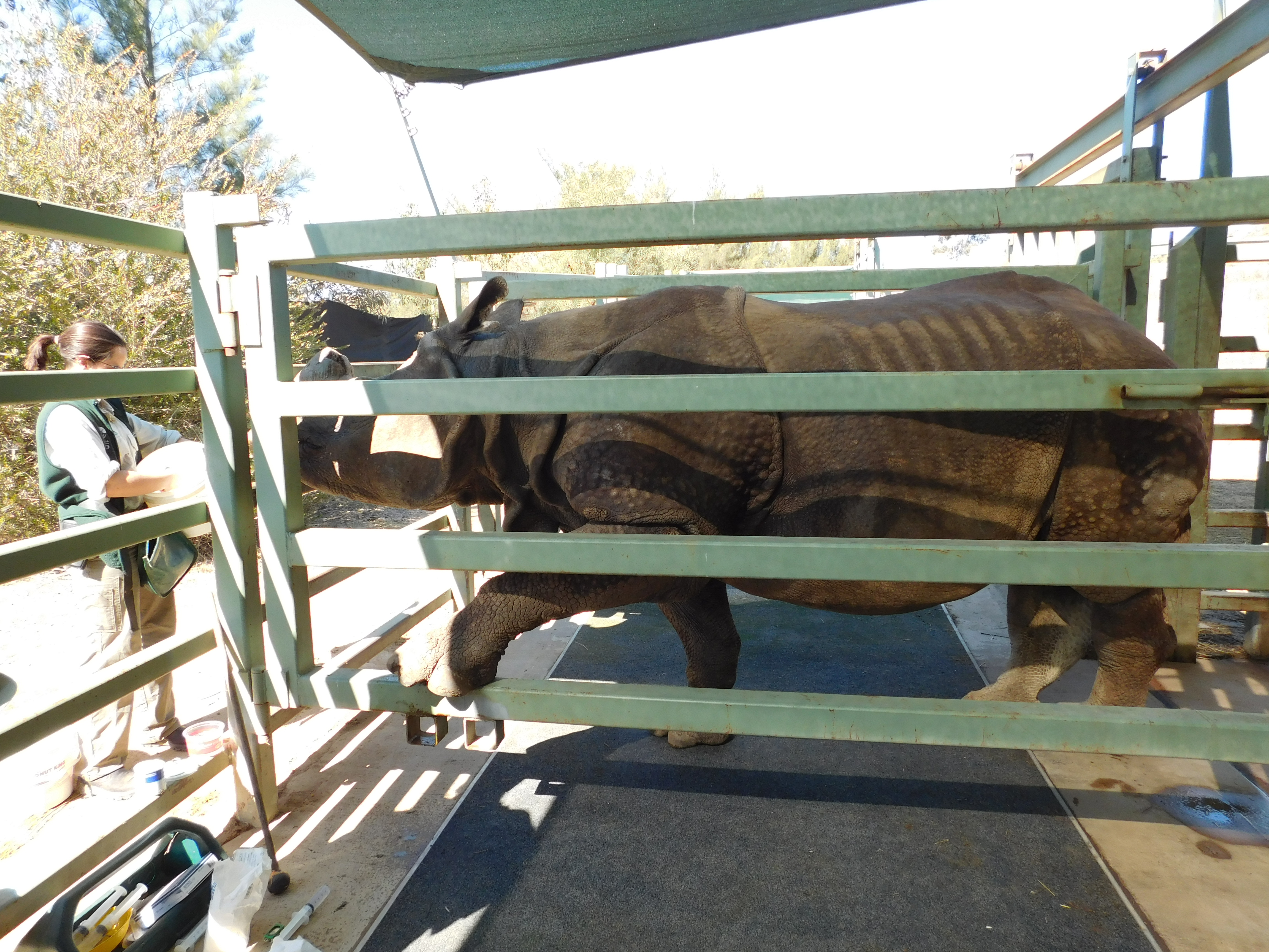 Dora the Greater One-horned Rhino putting foot on railing for treatment