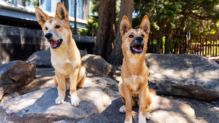 Two Dingo pups at Taronga Zoo Sydney