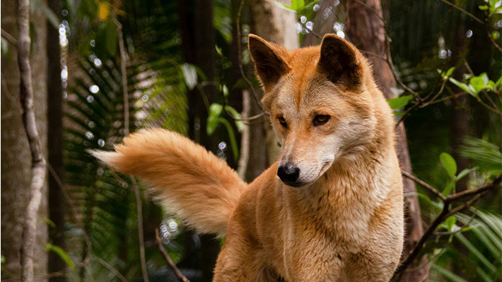 澳洲野犬（原住民把它叫做“乌拉加尔”）