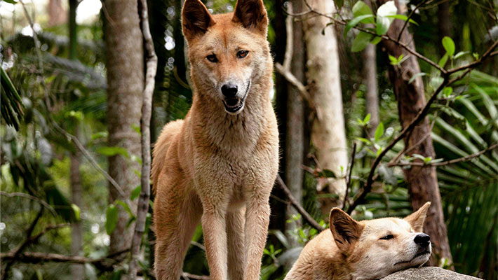 澳洲野犬（原住民把它叫做“乌拉加尔”）