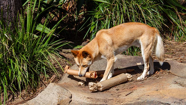 Dingo Warrada examining Christmas bon bons