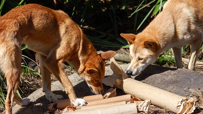 Dingoes Warrada and Kep Kep investigating their Christmas treats