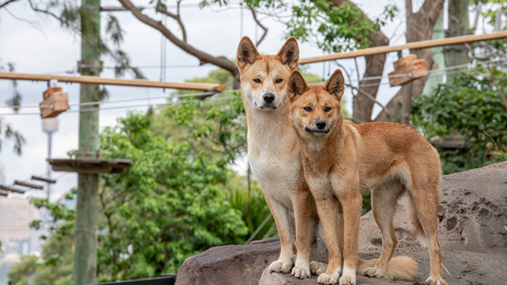 Kep Kep and Warada, Taronga's two dingoes