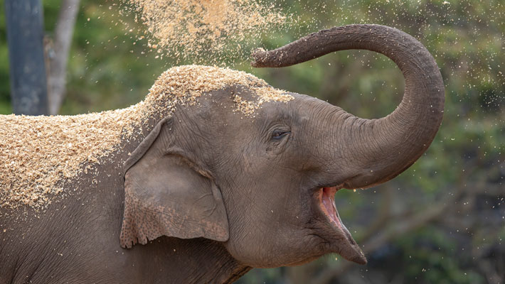 Elephant at Taronga