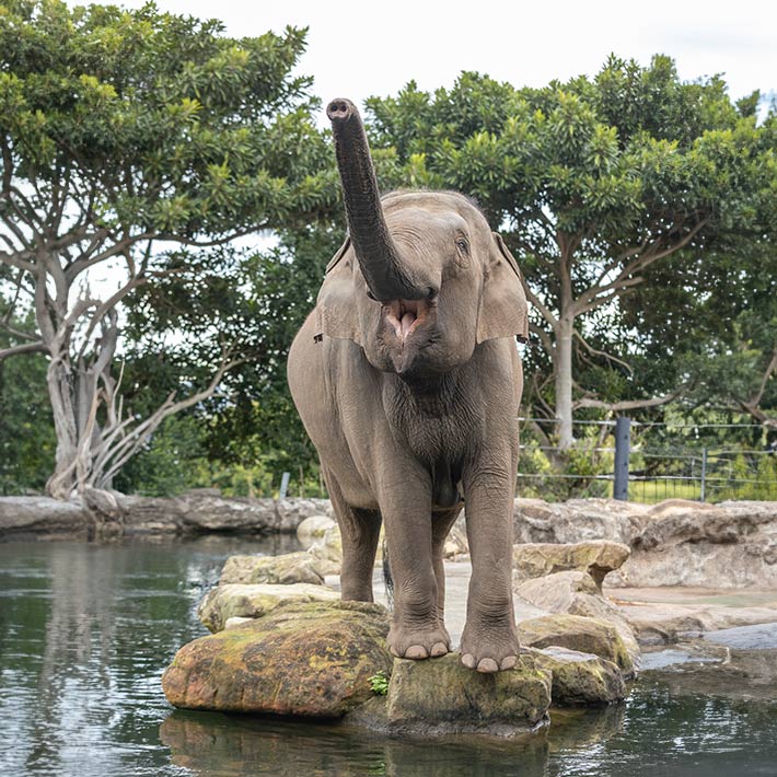 Female Asian Elephant Pak Boon at Taronga Zoo Sydney