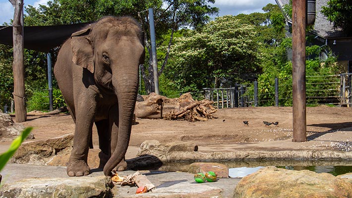 Asian Elephant enjoying Christmas Enrichment