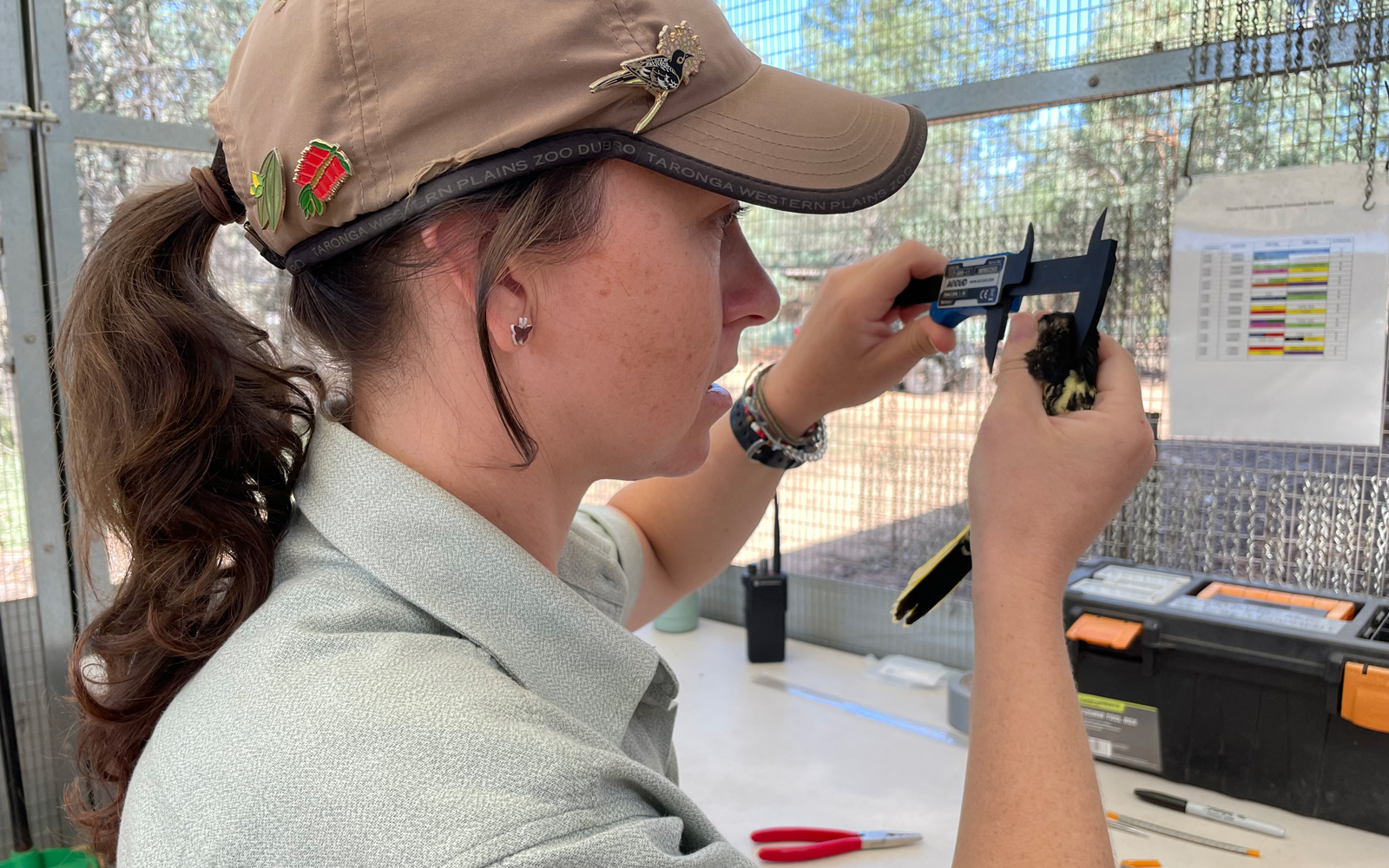 Keeper Kara Stevens Measures Regent Honeyeater Chick