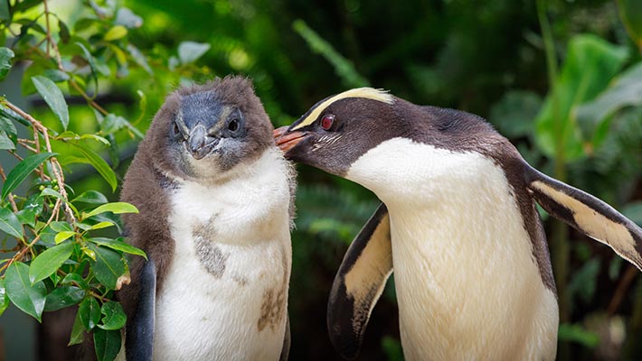 Fiordland Penguin chick with mother penguin Dusky grooming down