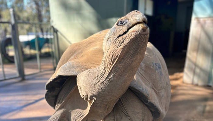 Galapagos Tortoise at Taronga Western Plains Zoo 