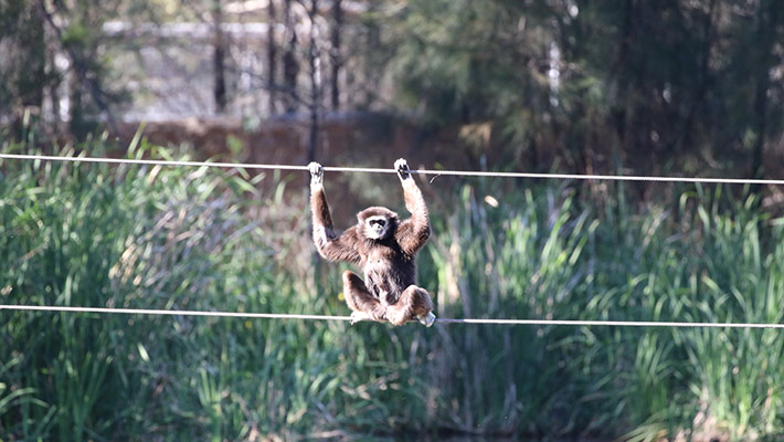 Gibbon sitting on rope in enclosure