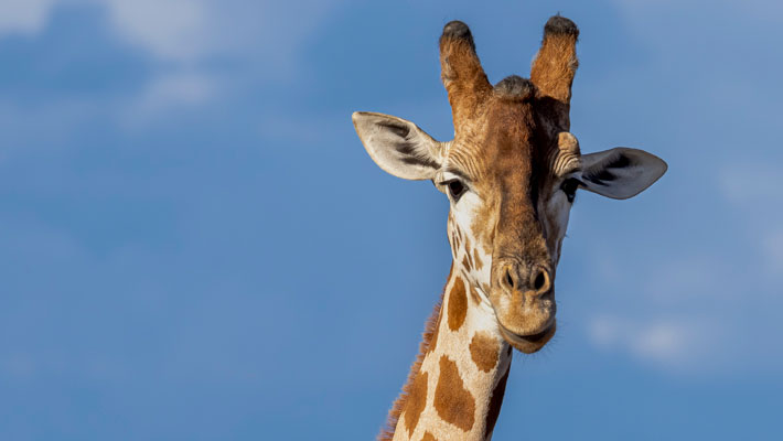 Giraffe at Taronga Western Plains Zoo. Photo: Rick Stevens
