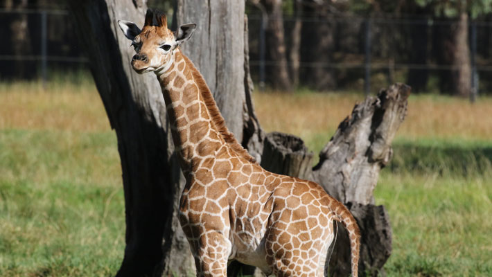 New Giraffe Calf born at TWPZ