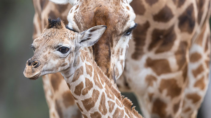 Herd of Giraffes. Photo: Rick Stevens