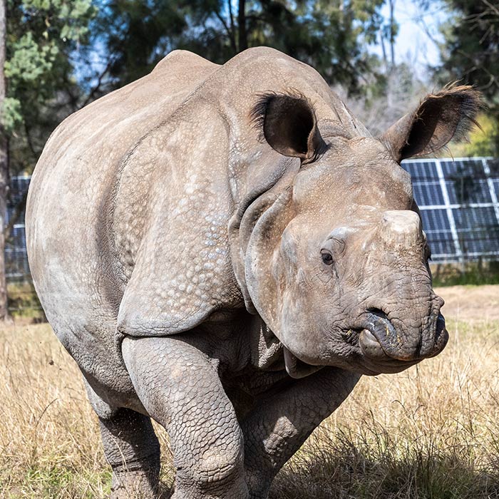 Greater one-horned Rhino