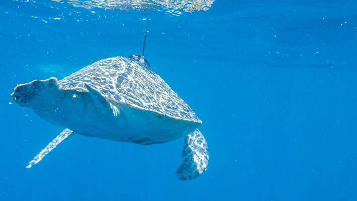 Green Turtle Release