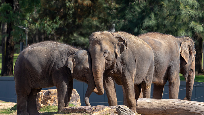 Elephants at Taronga Western Plains Zoo 