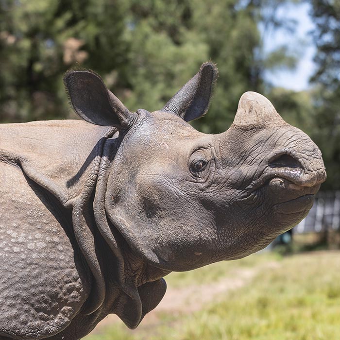 Hari the Greater One-horned Rhino