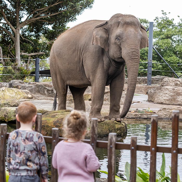 Asian Elephant with young guests