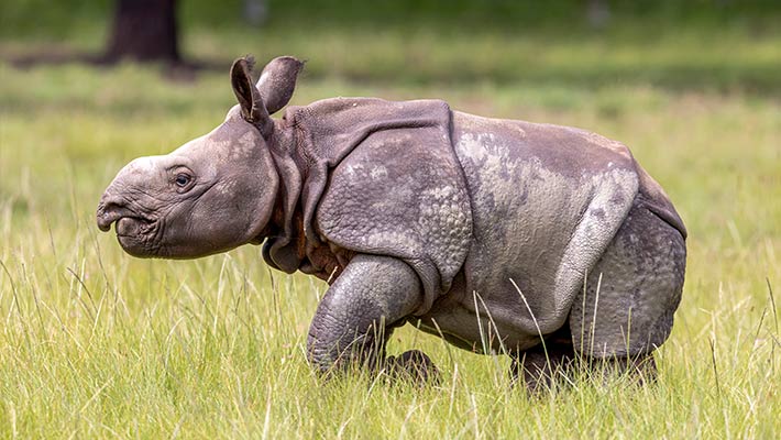 Hari the Greater One-Horned Rhinoceros 