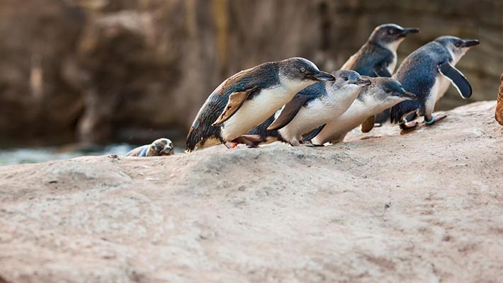 Little Penguins at Great Southern Oeans