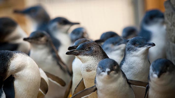 Little Penguins at Great Southern Oceans