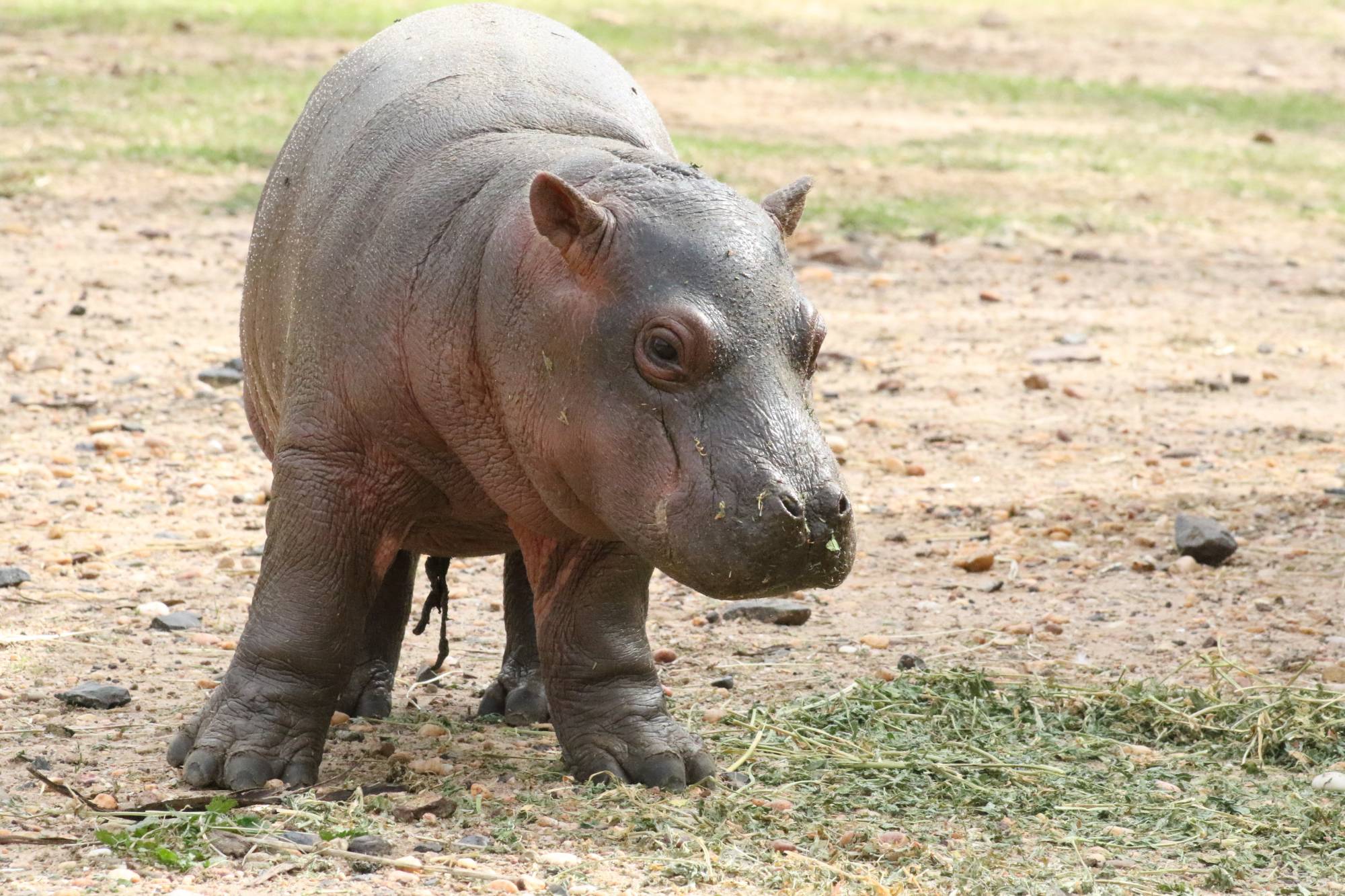 Male Hippo calf 