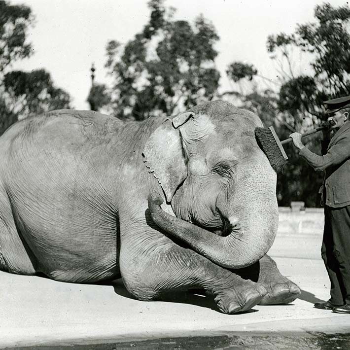 Asian Elephant Jessie after first arriving at the Mosman site of Taronga in 1916
