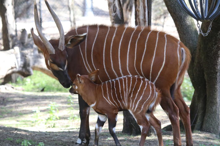 Bongo calf and mother