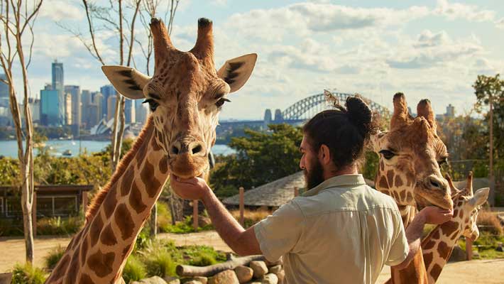 Taronga's tallest resident Jimmyu with Keeper Jacob Leto