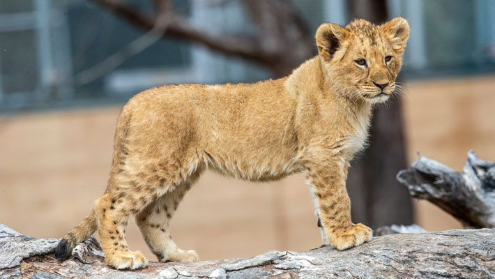 Lion Cub at Taronga Western Plains Zoo 